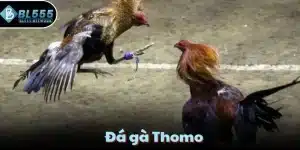 đá gà thomo